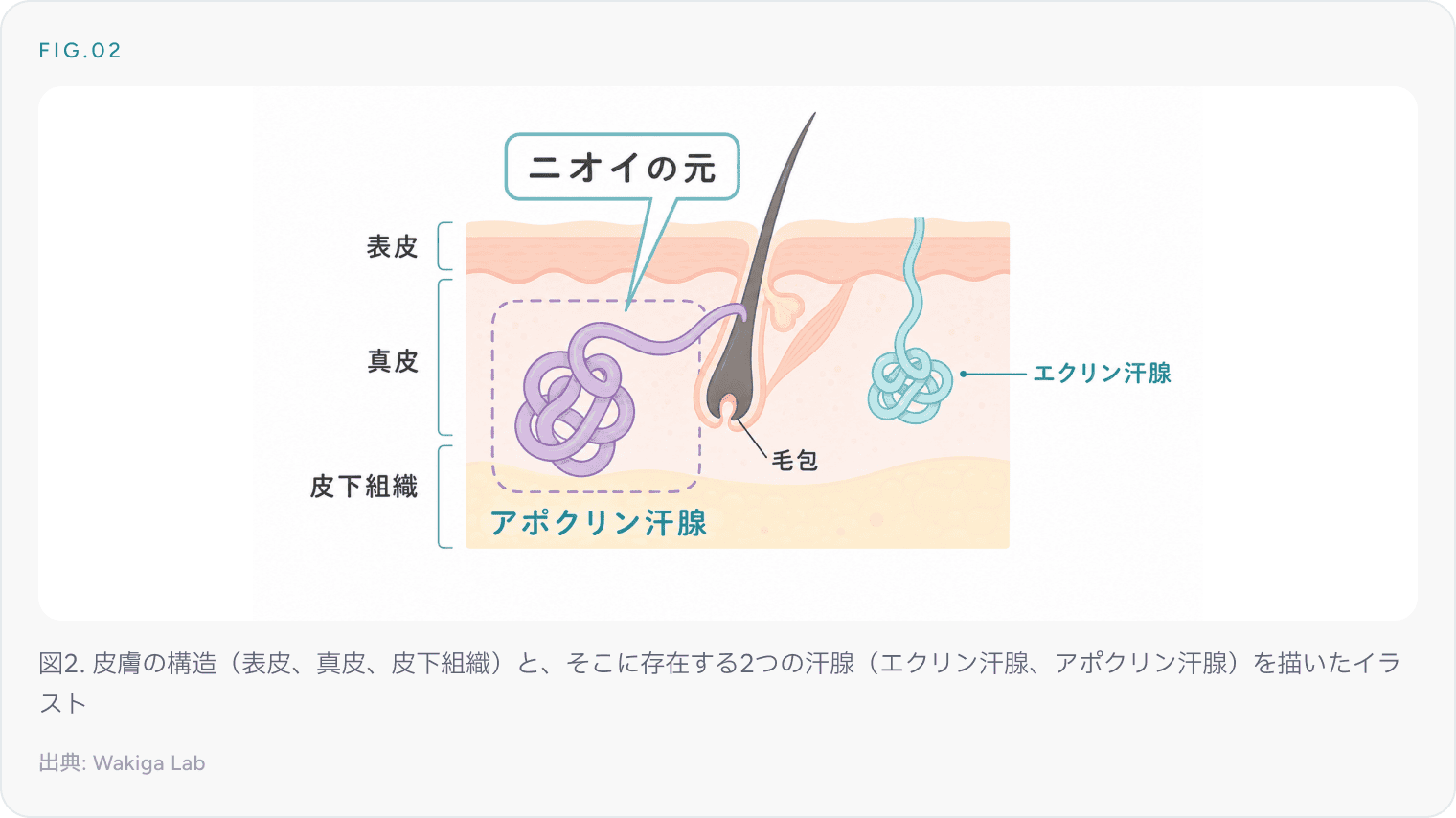 図2. 皮膚の構造（表皮、真皮、皮下組織）と、そこに存在する2つの汗腺（エクリン汗腺、アポクリン汗腺）を描いたイラスト