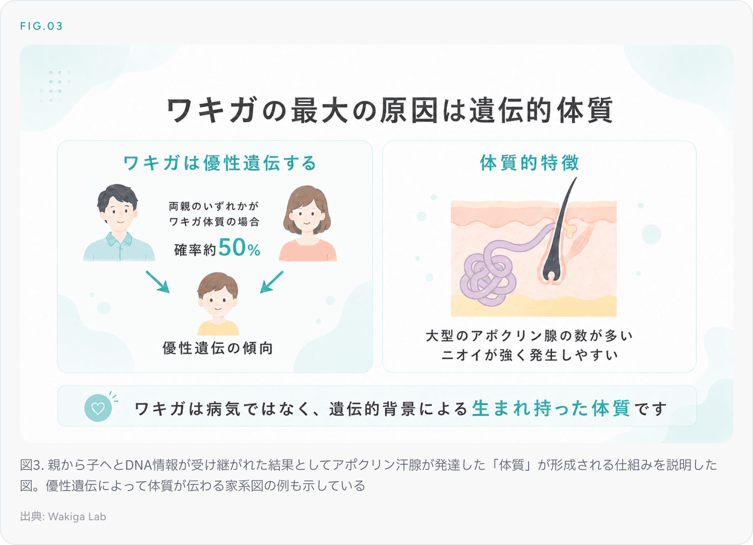 図3. 親から子へとDNA情報が受け継がれた結果としてアポクリン汗腺が発達した「体質」が形成される仕組みを説明した図。優性遺伝によって体質が伝わる家系図の例も示している