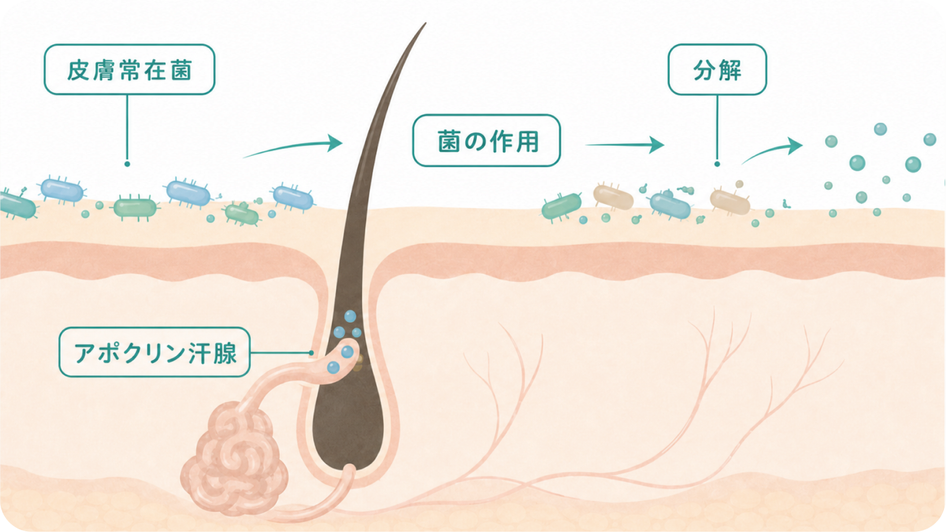 皮膚常在菌がアポクリン汗を分解してニオイが発生する仕組みの図解